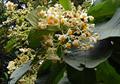 Saurauia madrensis